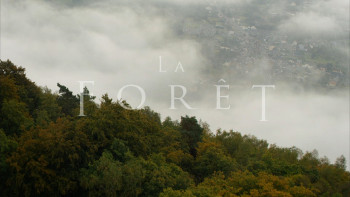 The Forest S01E01 1080p Netflix WEB DL DD+ 2.0 x264 TrollHD.mkv snapshot 00.58 [2018.11.03 20.00.22]